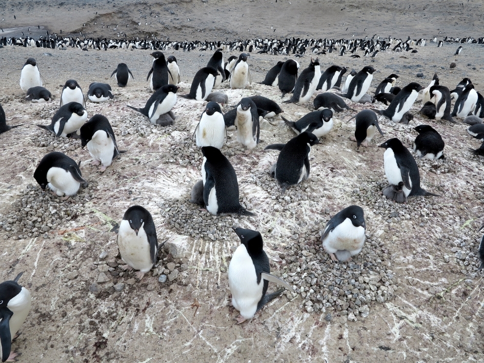 penguins nesting