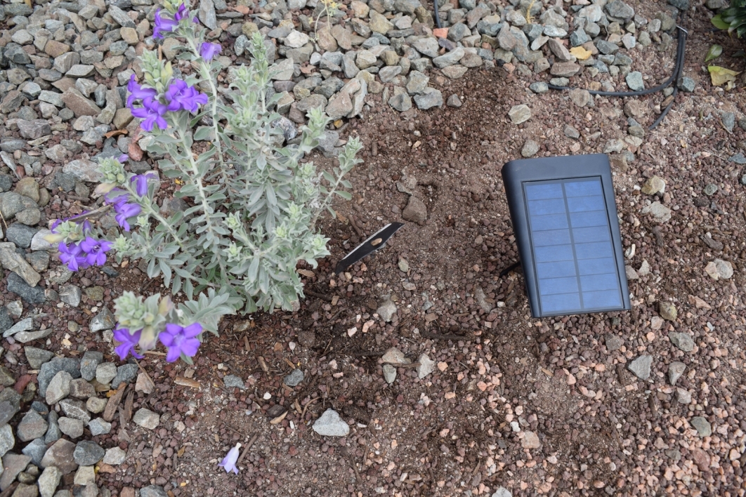 Flowering plant emerging from the ground next to a solar-powered sensor that reads soil moisture.