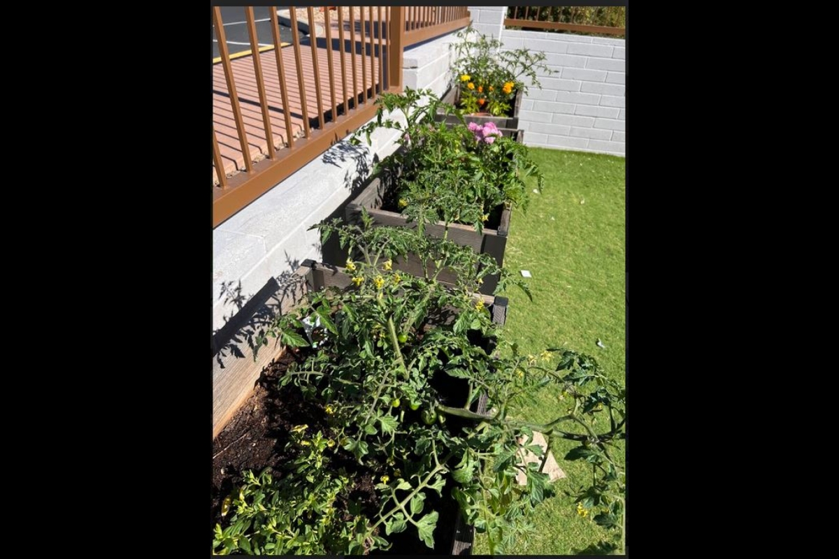 Plants in raised garden beds.