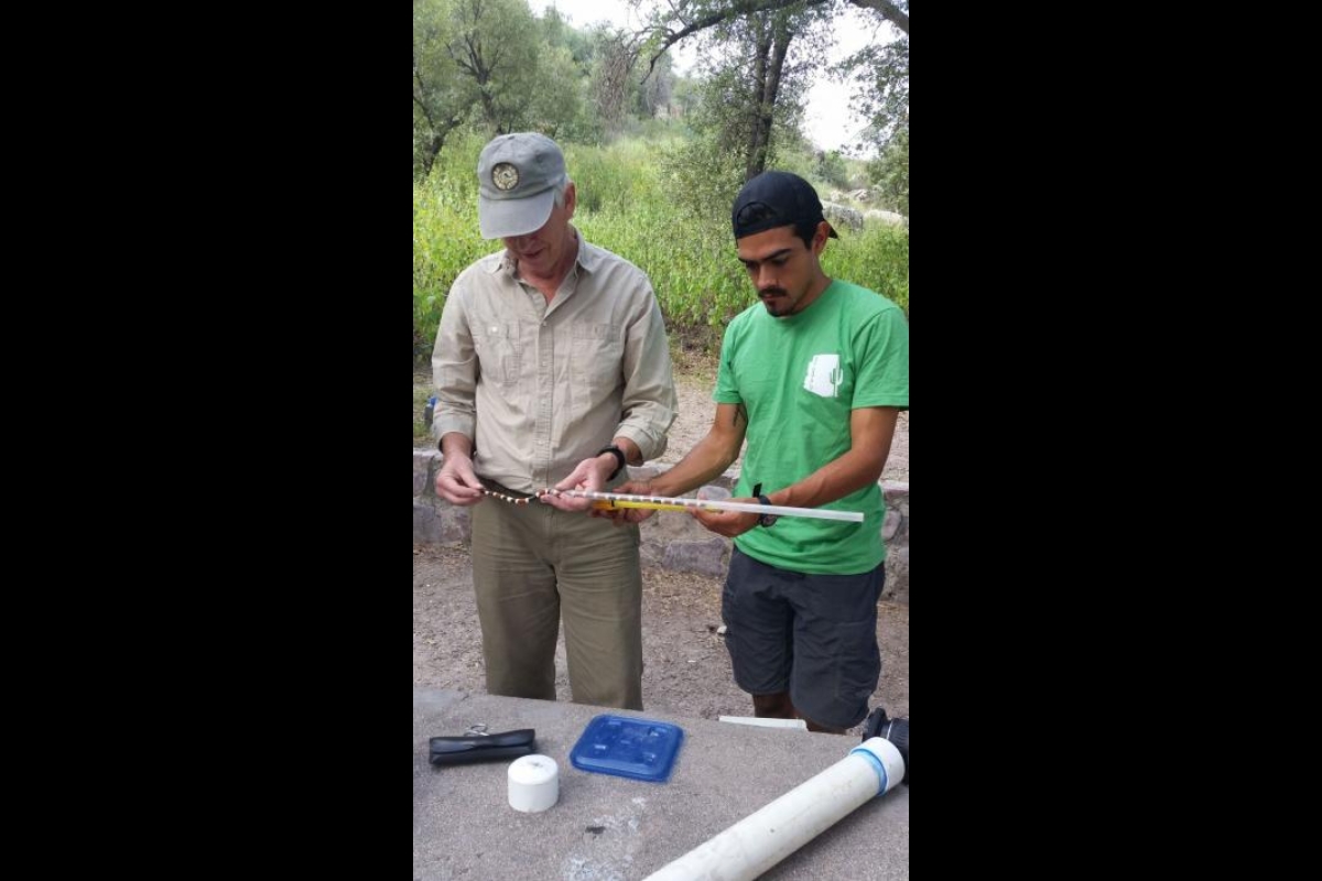 two men measuring a snake