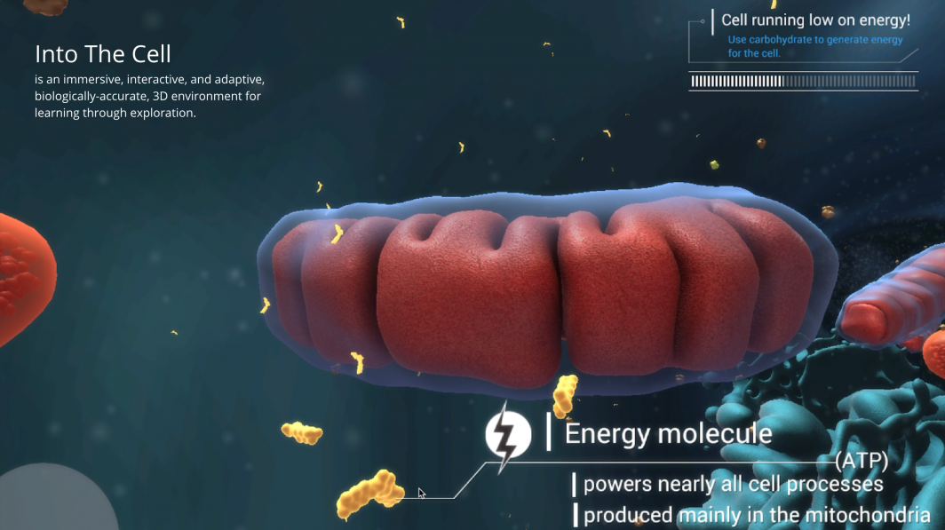 Mitochondria from 