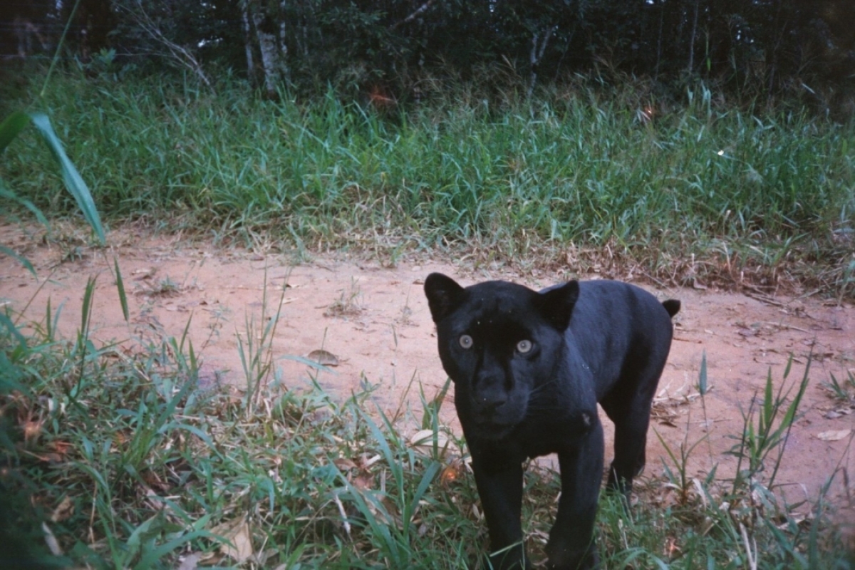 A black jaguar in a Costa Rican forest.