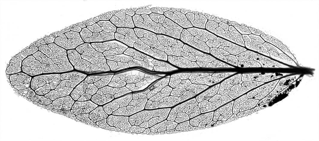 jojoba leaf viens
