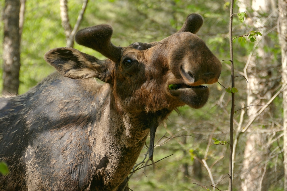 Close-up of a bull moose browsing on a tree.