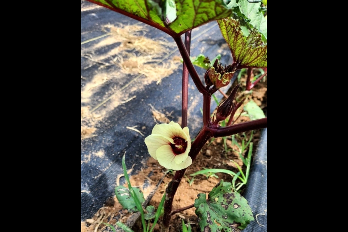 An okra flower on a burgundy variety of okra