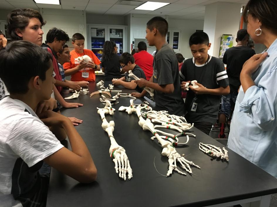 Students study a fake skeleton at the Science in the City camp.