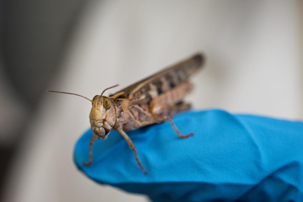 A fresh look at locusts | ASU News