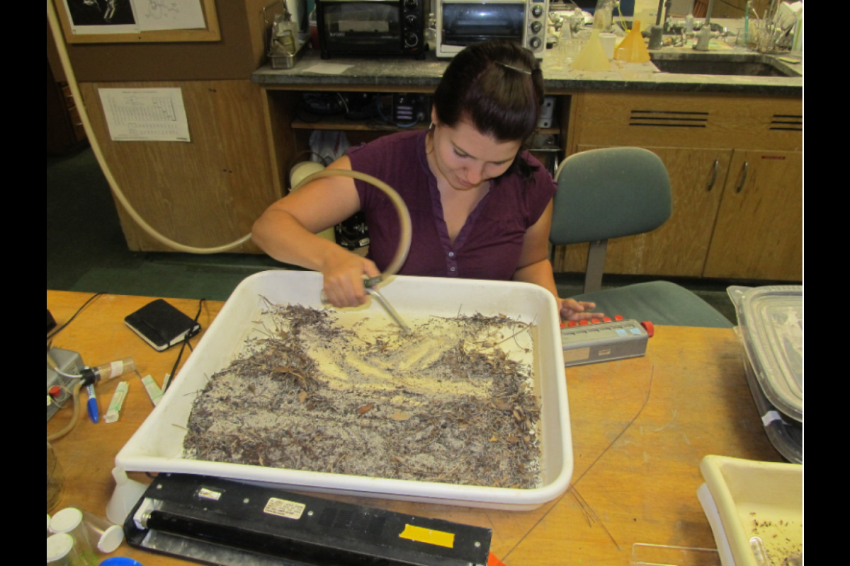 Woman sorting and counting ants and myrmecophiles with high-tech equipment.