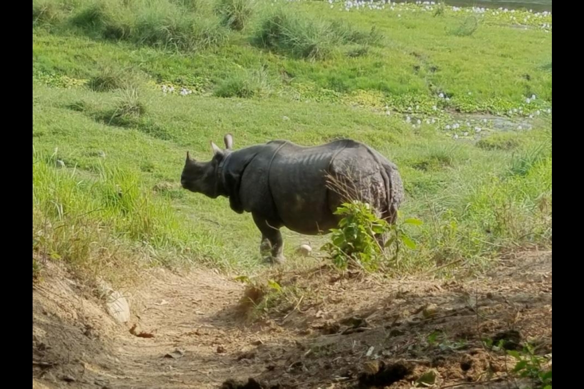 Nepalese rhino