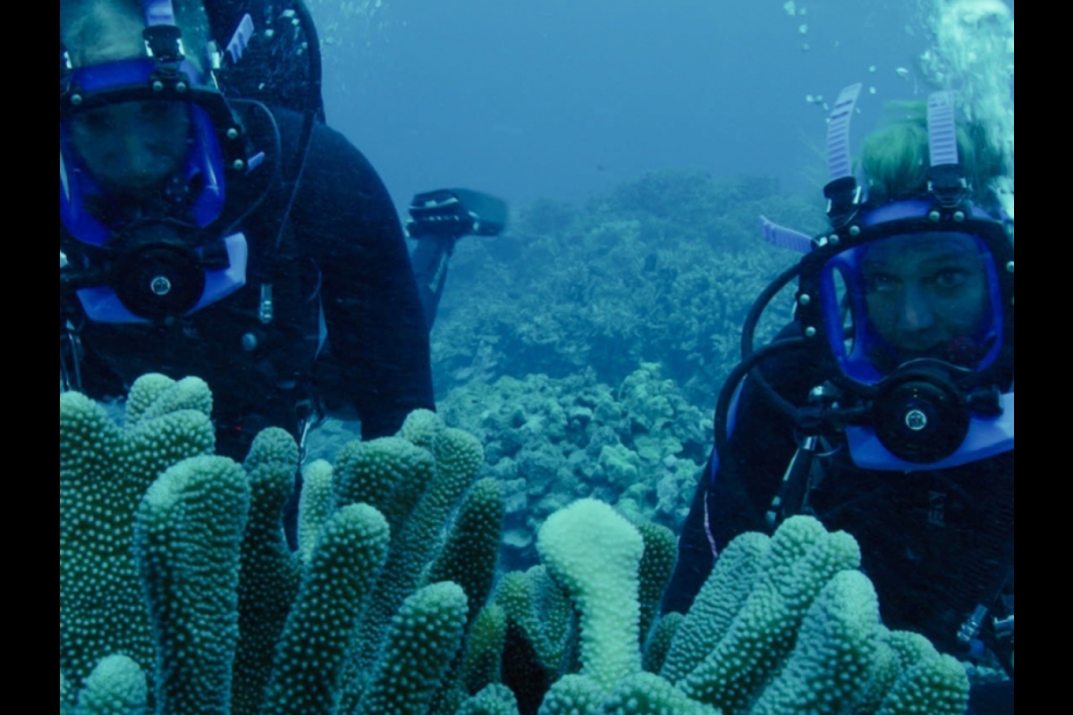 Two people scuba diving in a coral reef.