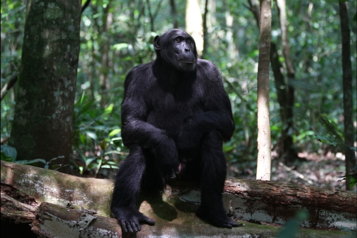 A chimpanzee sits on a tree trunk in the forest