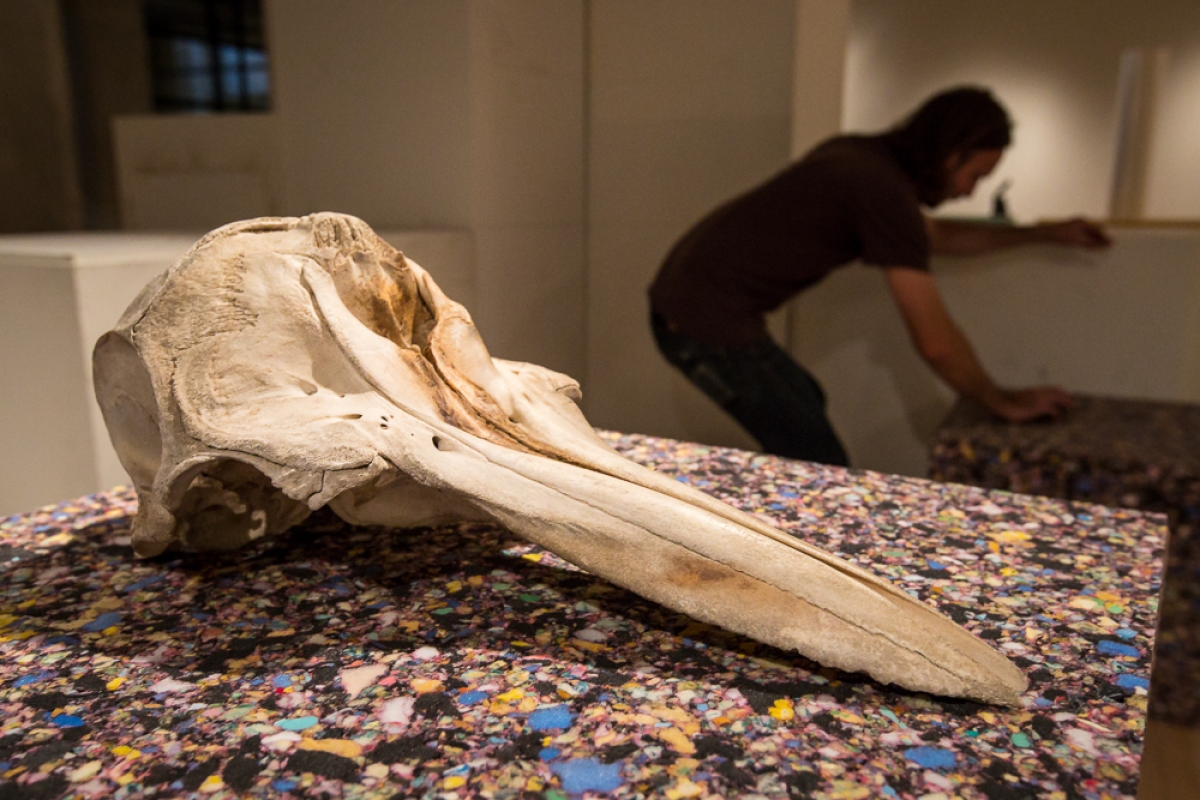 Dolphin Skull on exhibit