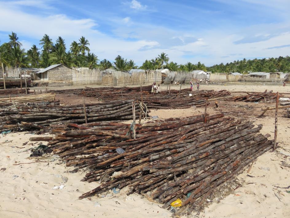 photo of drying wood from mangrove trees