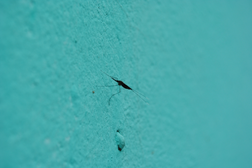 A malaria mosquito resting on an insecticide-treated wall.