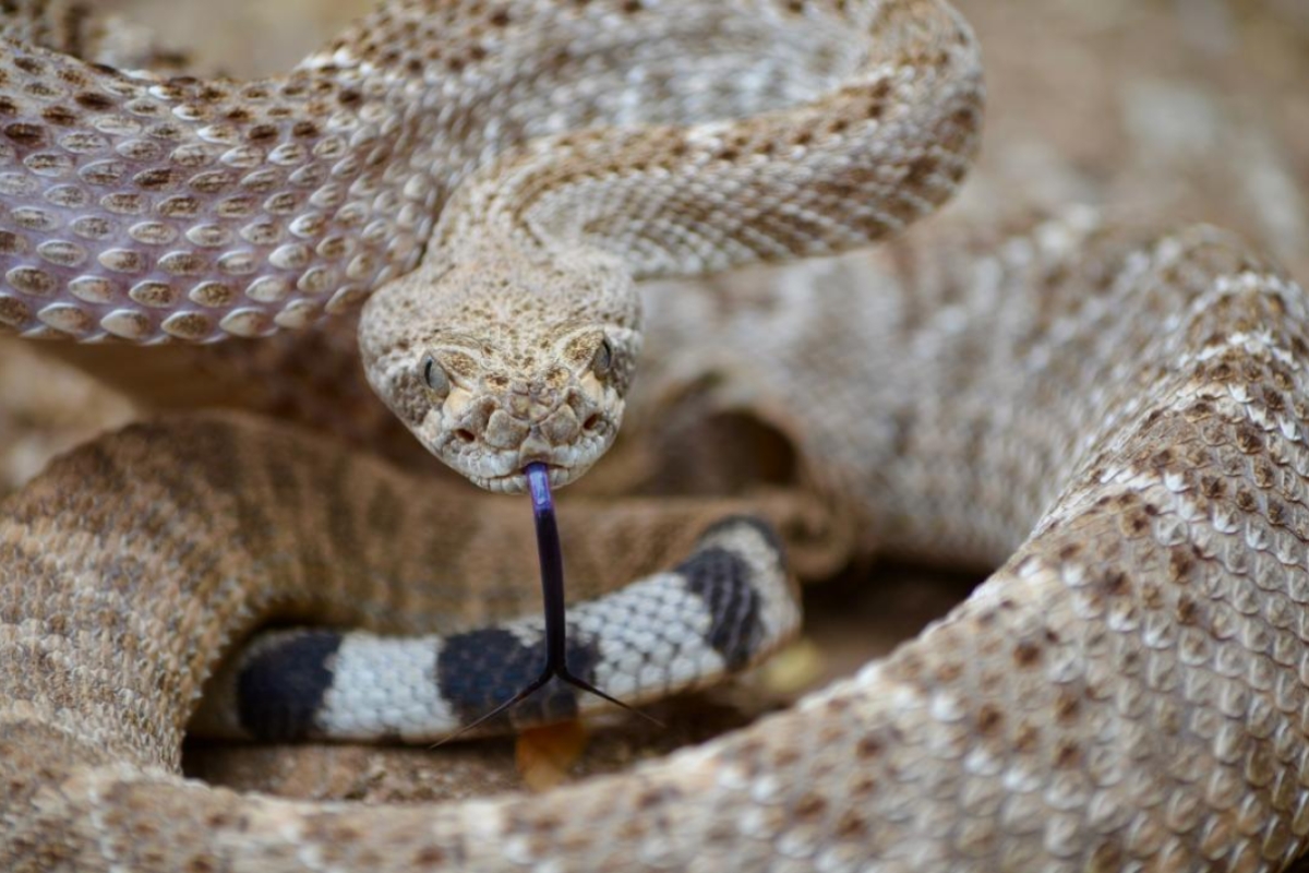 How to avoid being bit by a rattlesnake