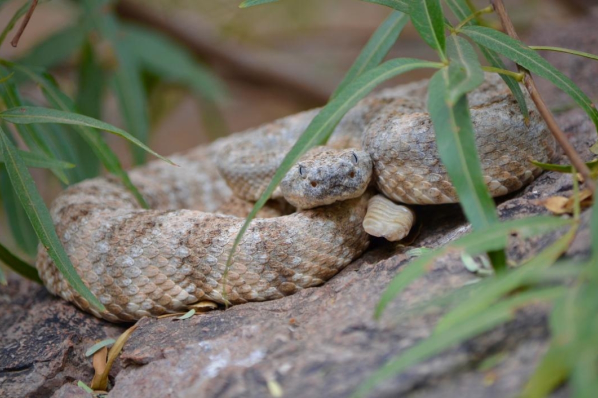 What to do if you get bitten by a rattlesnake