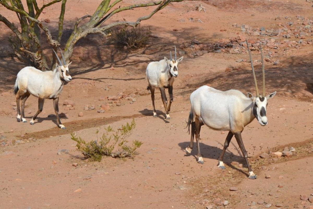 Arabian oryx, Phoenix Zoo