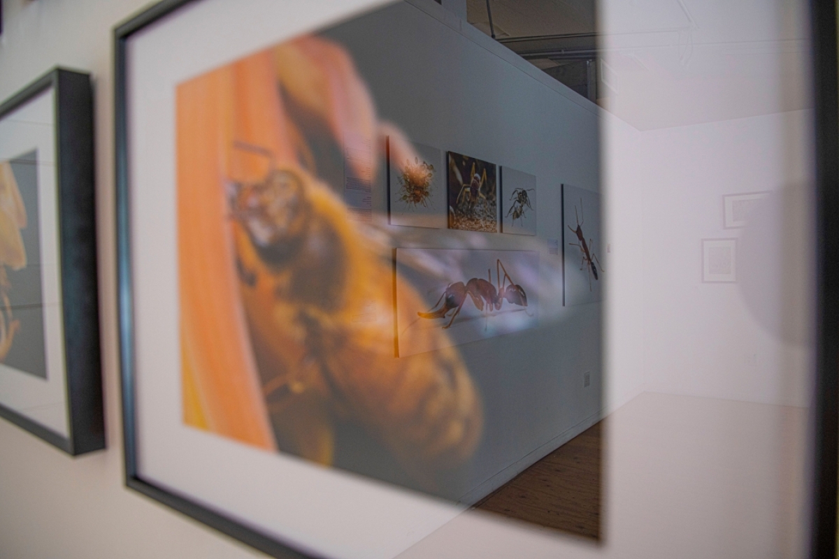 Framed macro photography of insects at downtown gallery.