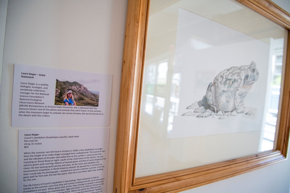 Framed illustration of a toad with accompanying artist statement and plaque