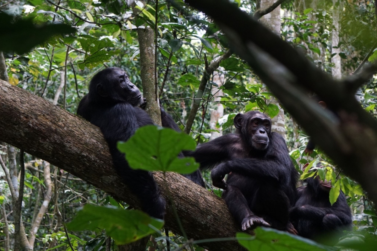 Two chimpanzees sitting next to each other on a tree branch.