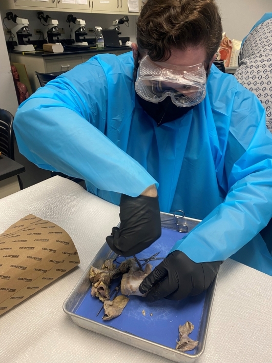 Student in a mask and goggles dissects an organ on a tray.
