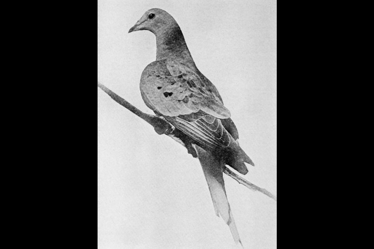 “Martha,” the last passenger pigeon.
