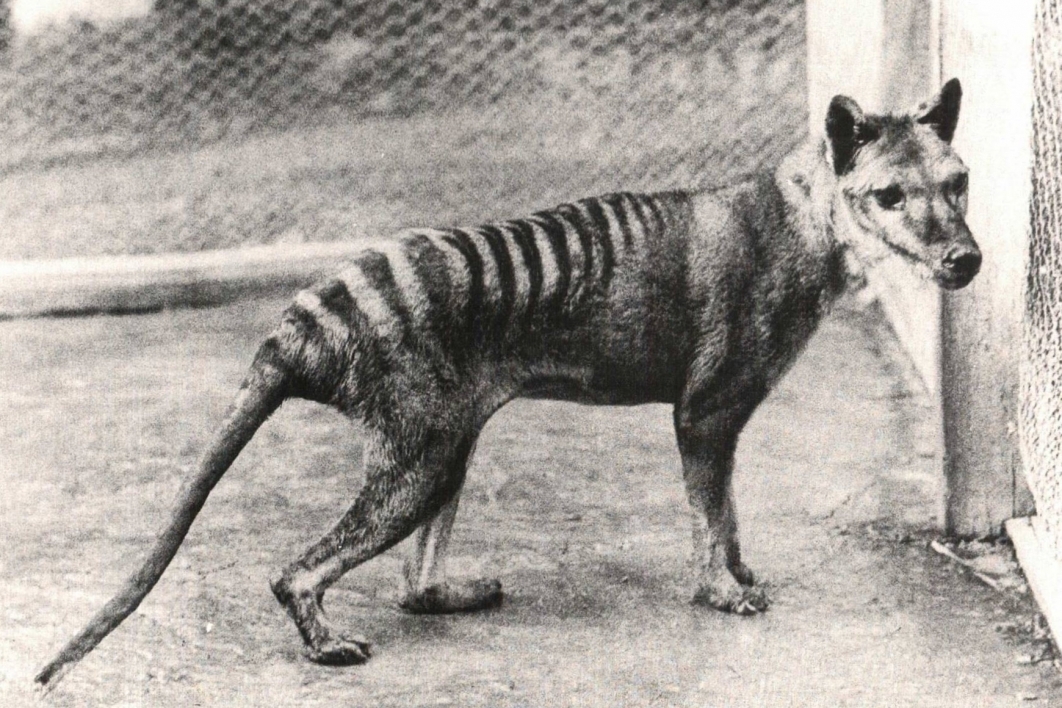 Tasmanian tiger