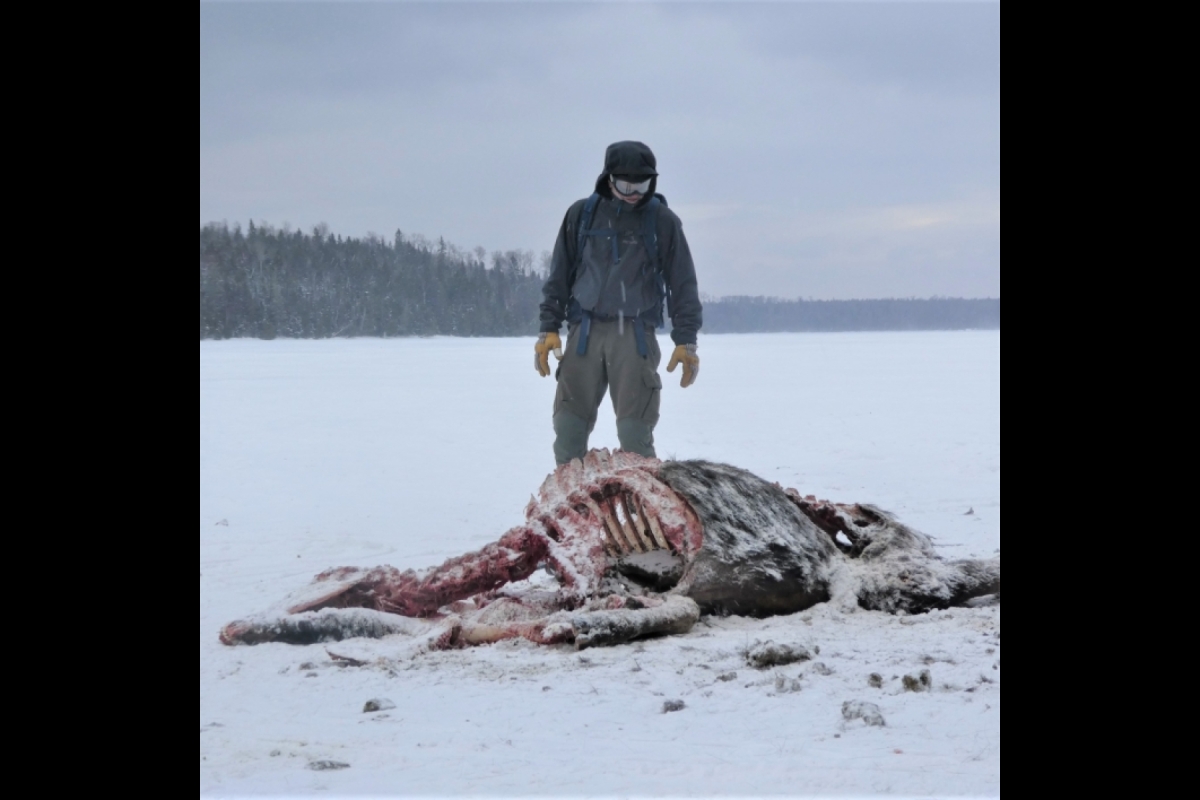 A man wearing winter colthes, gloves, hat and goggles observes the remains of a moose whose ribs can be clearly seen in a snowy landscape with fir trees in the distance..