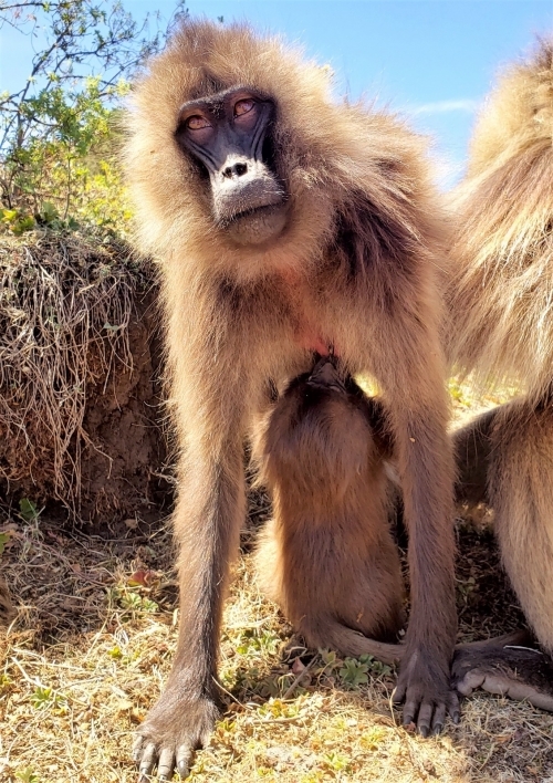 Female gelada monkey nursing her baby.