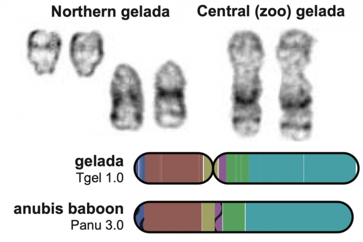 Graphic comparing gelada monkey genomes.
