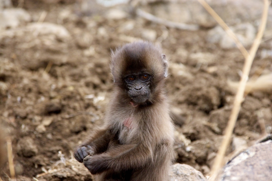 Baby gelada monkey.
