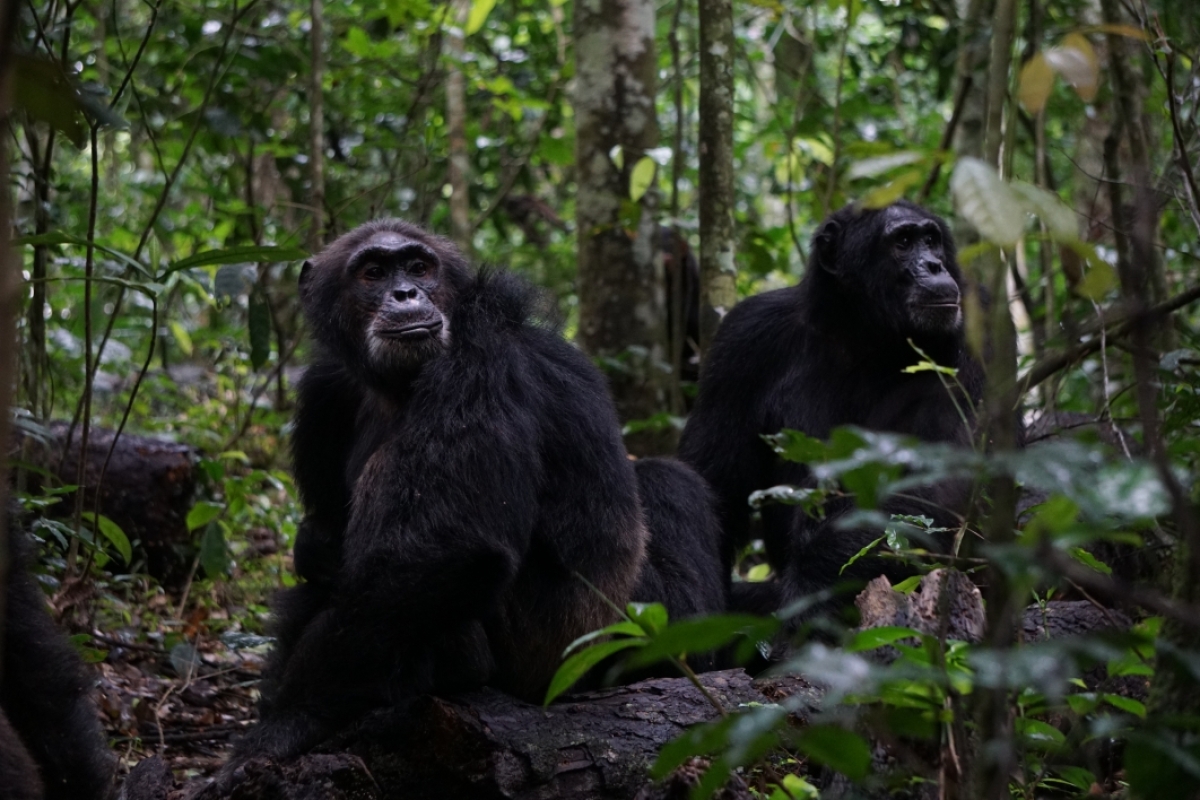 Two male chimpanzees in the forest