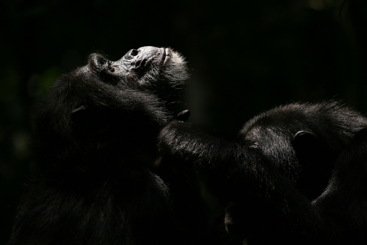 Photo of chimpanzees Garrison and Rollins.