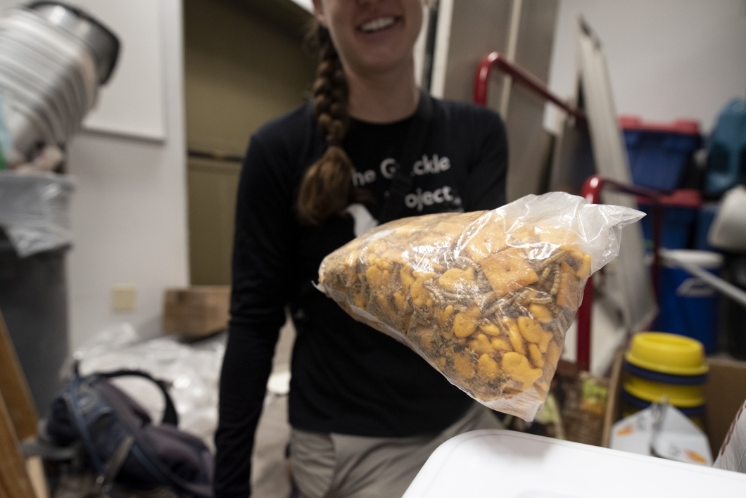 McCune shows a bag of dried worms mixed with Cheez-Its used in the grackle traps around campus. The team has observed that Arizona grackles have adapted to eat anything they can find in urban environments, and it some cases prefer human food.