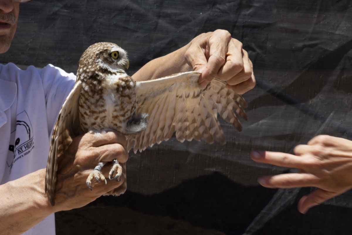Greg Clark holds burrowing owl by the legs in one hand and stretches out wing with other hand