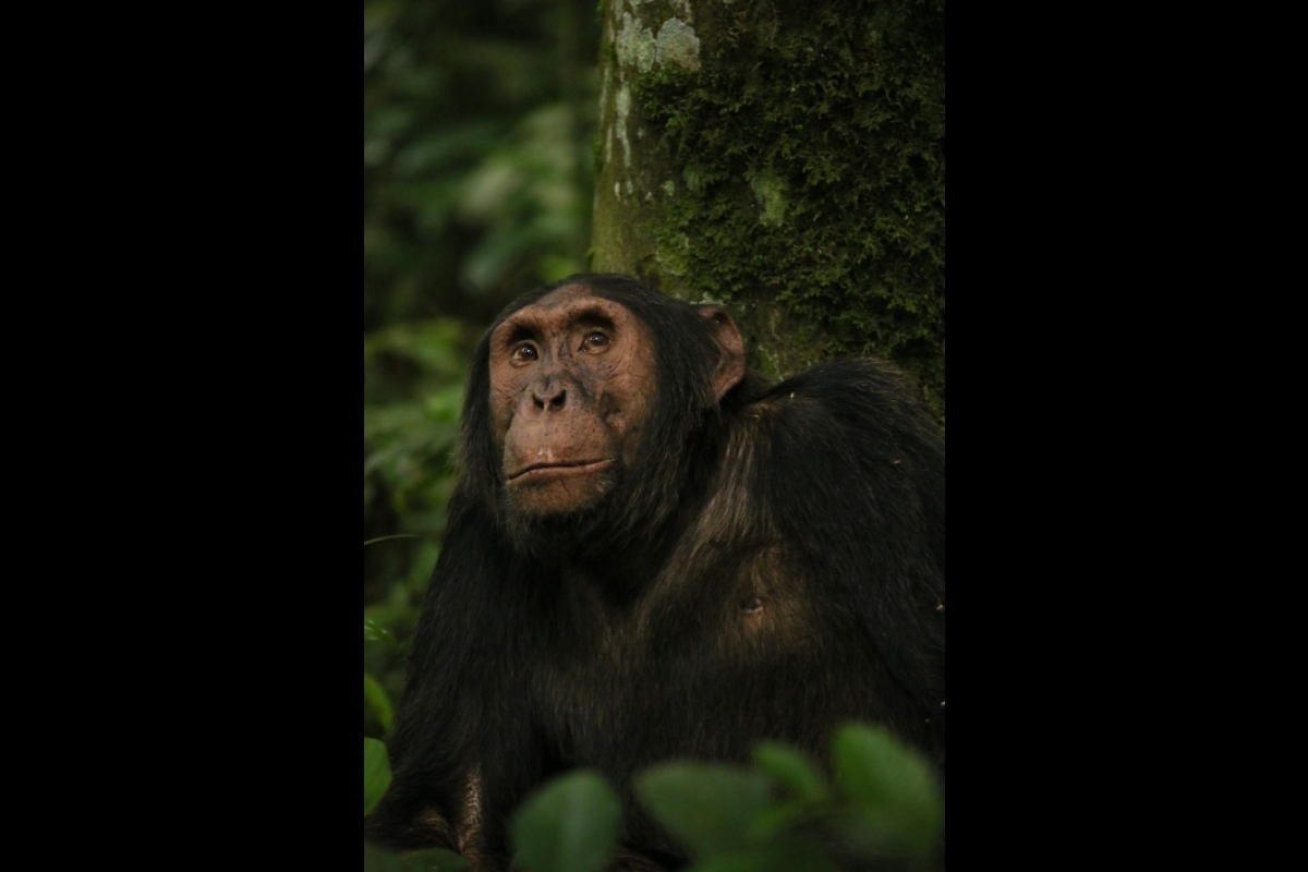 Photo of Gus the chimpanzee.
