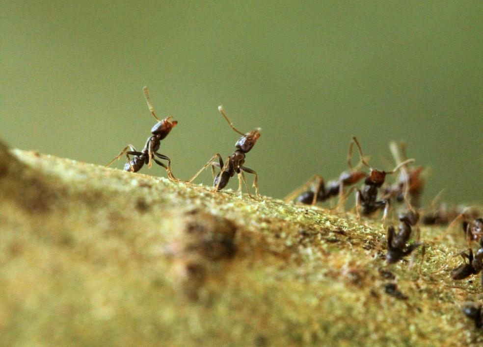 Azteca ants