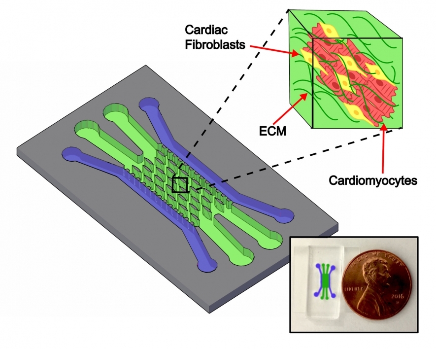 A graphic showing the Nikkhah Lab heart-on-a-chip platform’s channel structure. Outer channels shown in purple are used to introduce cells and inner green channels are populated with elliptical microposts around which cells organize into tissues.