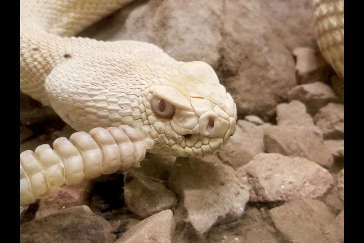 ASU albino rattlesnake Hector
