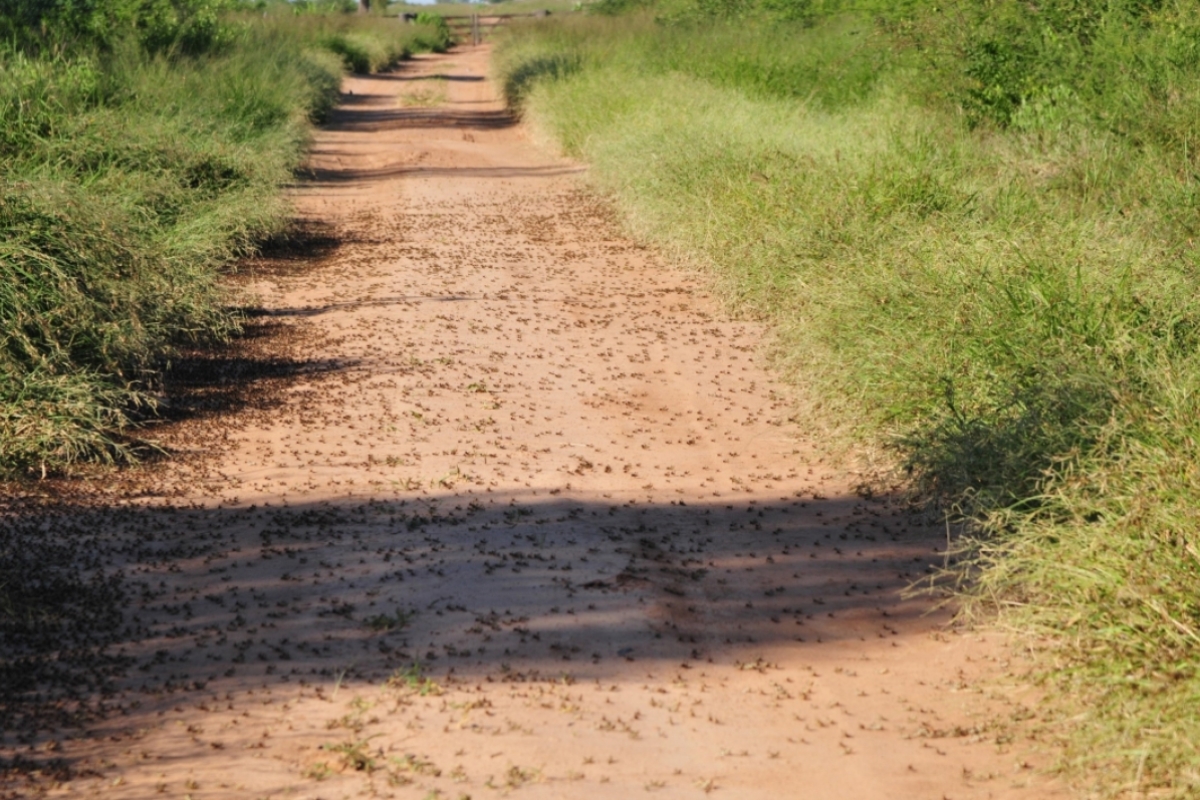 South American locusts cover a dirt road