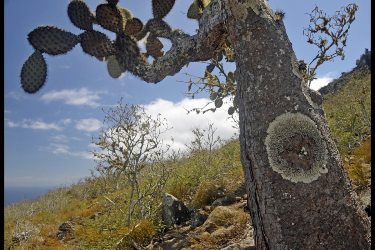 A tree-forming prickly-pear cactus in the Galapagos with a huge lichen on its trunk
