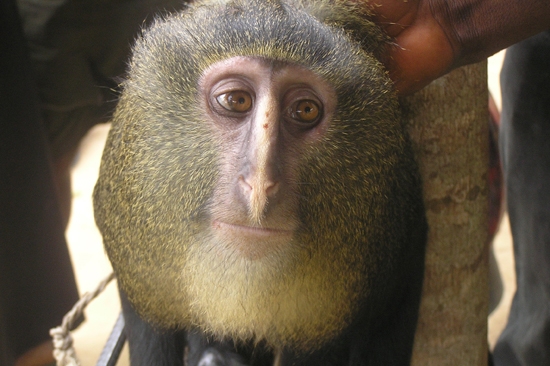 Lesula Monkey