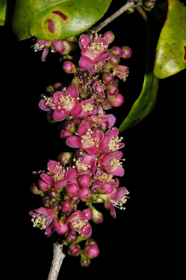 Eugenia petrikensis