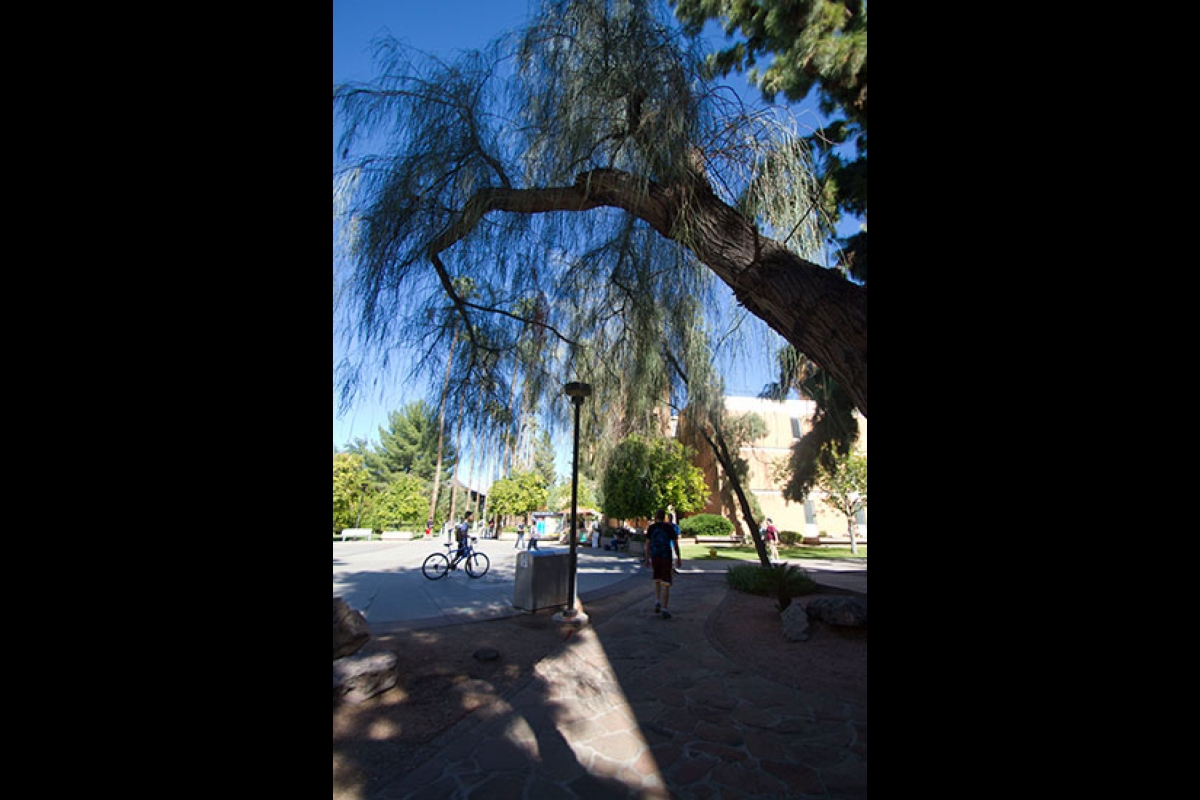 Arizona State University Italian stone pine tree