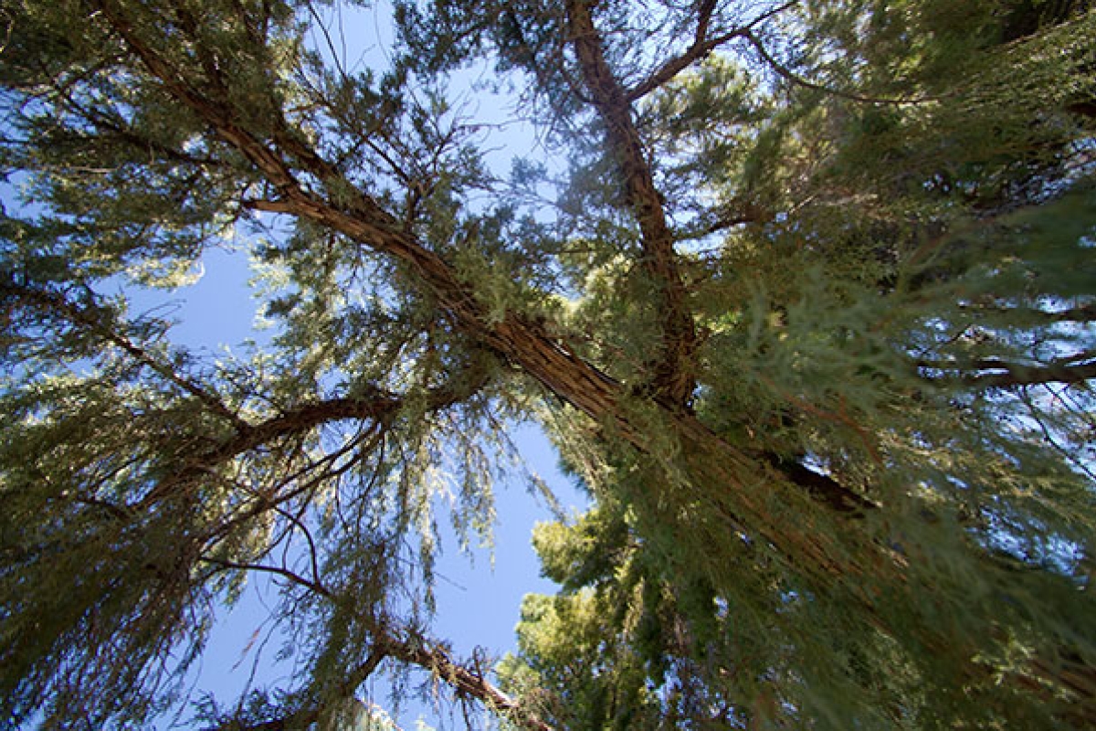 Arizona State University river bushwillow tree