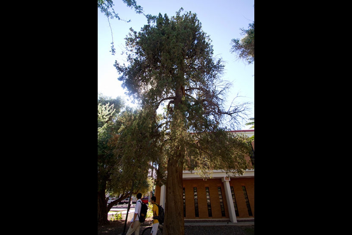 Arizona State University Arizona cypress tree