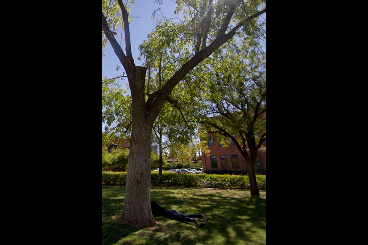 Arizona State University shamel ash tree
