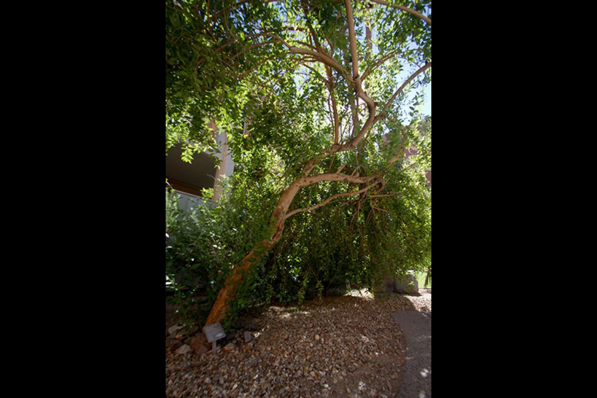 Arizona State University Myrcianthes cisplatensis tree