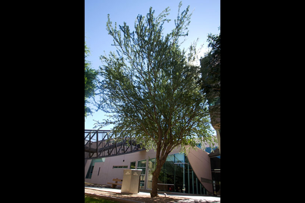 Arizona State University Texas ebony tree