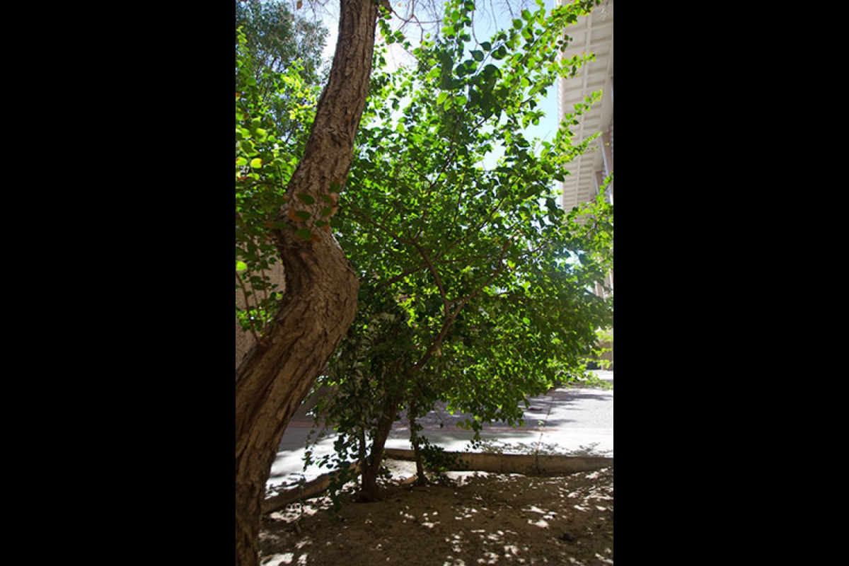 Arizona State University shoestring acacia tree